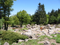 Jardin d'altitude du Haut-Chitelet