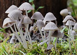 Seltsiv tindik Coprinellus disseminatus