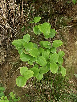 Smilax china