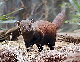 Кольцехвостый мунго (Galidia elegans)