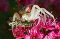 Misumena vatia (female)