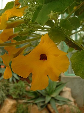 Uncarina grandidieri