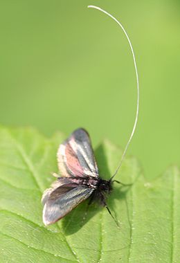 Smaragdfényű tőrösmoly (Adela reaumurella) hímje