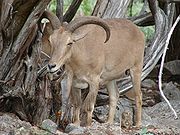 Brown bovid