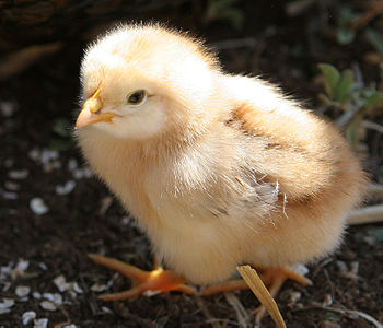 Chicken as a little peeper