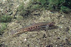 poisson allongé marron tacheté