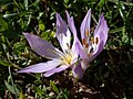 Colchicum szovitsii subsp. brachyphyllum