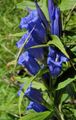 Schwalbenwurz-Enzian (Gentiana asclepiadea)