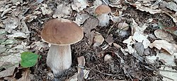 Harilik kivipuravik (Boletus edulis) Foto: Sven Pruul