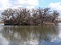 Ardearejo (Walthamstow Reservoirs, Anglio