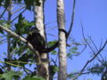 Alouatta pigra beim fressen von Blättern der Carica papaya (Costa Rica, Halbinsel Nicoya, Cabo-Blanco)