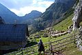 Molička planina, ovce