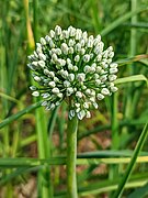 Inflorescence with flower buds