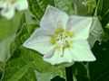 Physalis alkekengi Չինական լապտեր