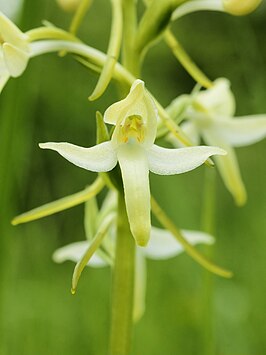 Welriekende nachtorchis