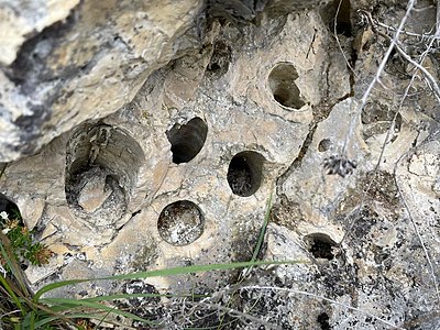 Rudistenkolonie im Angoumien des Aucors-Steinbruchs