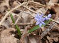 Inflorescence