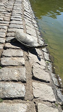 Tortuga en Parque Centenario, Buenos Aires, Argentina