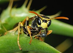 Transport d'une goutte d'eau ; sur la face, clypéus entièrement jaune