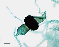 Volwassen zygosporangium van Rhizopus waaraan beide kiemdragercellen en hun hyfen nog vastzitten.