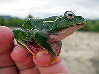 Boophis occidentalis