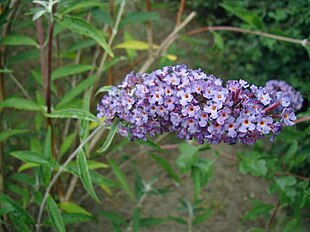 Sommerfuglebusk (Buddleja davidii)