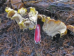 Description de l'image Cantharellus cascadensis 80948.jpg.