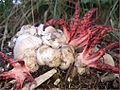 Tintenfischpilz (Clathrus archeri)