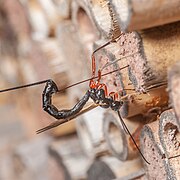 Dolichomitus sp. bei der Eiablage