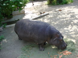 Didysis hipopotamas (Hippopotamus amphibius)