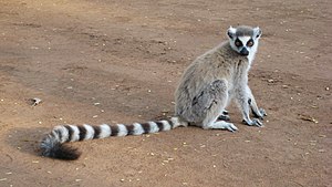 Ein katta sit på bakken i Berenty-reservatet på Madagaskar.