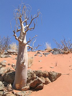 Moringa ovalifolia (Namíbia).