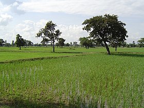 Maha Sarakham