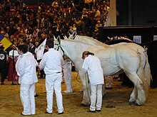 Dans un ring d'exposition, plusieurs personnes toutes habillées en blanc encadrent des chevaux gris; le public est dans les gradins en arrière-plan.