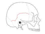 Squamosal suture. It separates the parietal bones and the temporal bone.