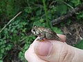 A young American toad in a hand