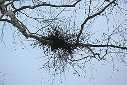 Tuulenpesäsienen (Taphrina betulina) aiheuttama tuulenpesä hieskoivussa.