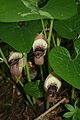 Aristolochia pontica