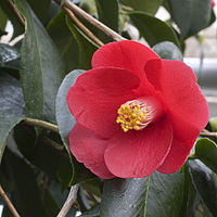 Camellia japonica