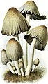 Faltentintling (Coprinus atramentarius)