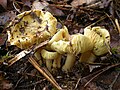 Tricholoma flavovirens