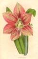 Hippeastrum pardinum by Charles Jacques Édouard Morren 1867