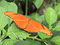 Julia Heliconian, Dryas julia.