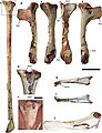 Forelimb fossils