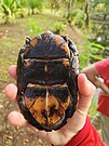 Plastron, in Costa Rica