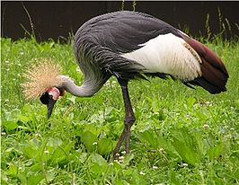 Grijze kroonkraanvogel