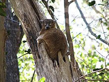 Lepilemur hubbardorum.jpg