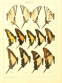 Description de l'image Macrolepidoptera15seit 0041.jpg.