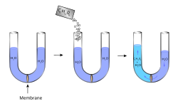 Tre tegninger: (1) et U-formet rør fylles med vann og har en membran nederst i midten, (2) sukker røres ut i vannet i den venstre delen (3) vann trenger gjennom membranen og fyller opp den venstre siden av U-røret mer enn den høyre.