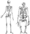 Human and gorilla skeleton